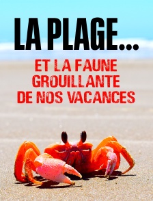 La plage... Et la faune grouillante de nos vacances