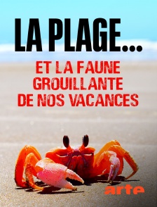 Arte - La plage... Et la faune grouillante de nos vacances