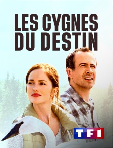 Les cygnes du destin