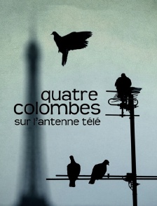 Quatre colombes sur l'antenne télé