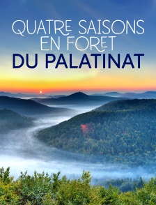 Quatre saisons en forêt du Palatinat
