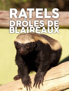 Ratels, drôles de blaireaux