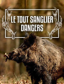 Le tout sanglier : danger ?