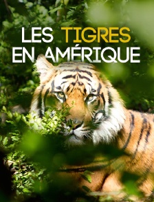 Les tigres en Amérique