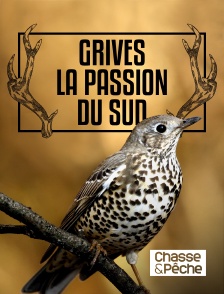 Chasse et pêche - Grives, la passion du Sud