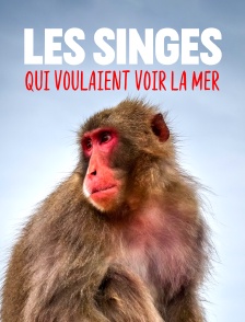 Les singes qui voulaient voir la mer