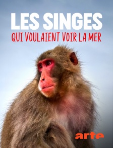 Arte - Les singes qui voulaient voir la mer