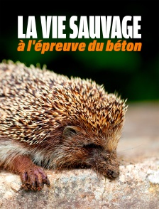 La vie sauvage à l'épreuve du béton
