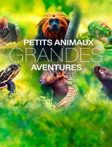 Petits animaux, grandes aventures