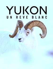 Yukon : Un rêve blanc