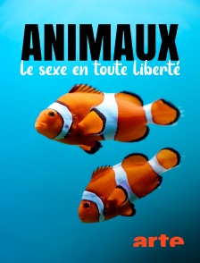 Arte - Animaux : le sexe en toute liberté