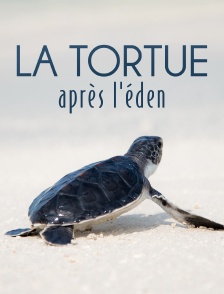 La tortue après l'éden