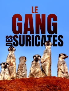 Le gang des suricates