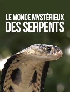 Le monde mystérieux des serpents