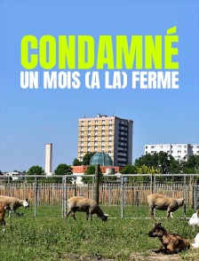 Condamné : un mois (à la) ferme
