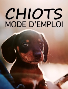 Chiots, mode d'emploi