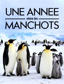 Une année chez les manchots
