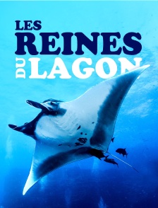 Les reines du lagon