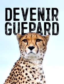 Devenir guépard