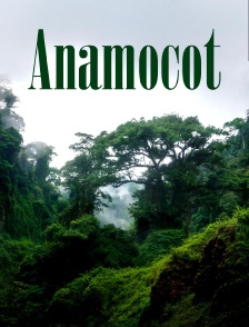 Anamocot : La réponse de la mygale