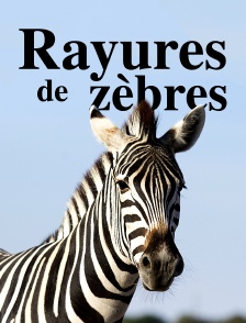 Rayures de zèbres