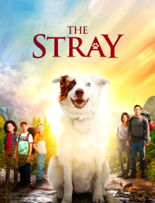 The Stray
