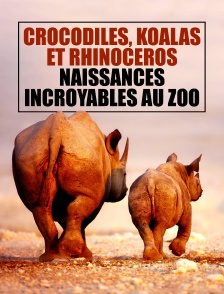 Crocodiles, koalas et rhinocéros : naissances incroyables au zoo