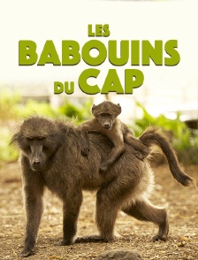 Les babouins du Cap