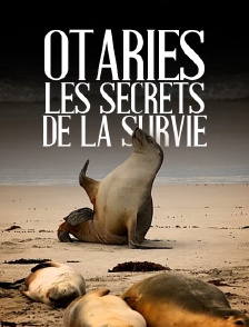 Otaries, les secrets de la survie