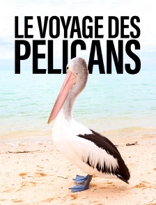 Le voyage des pélicans : Un mystère dans l'Outback australien