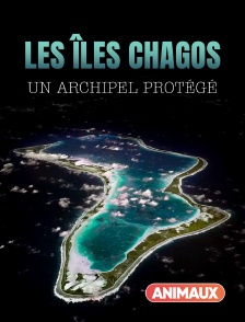 Animaux - Les îles Chagos, un archipel protégé en replay