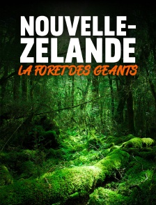 Nouvelle-Zélande : La forêt des géants