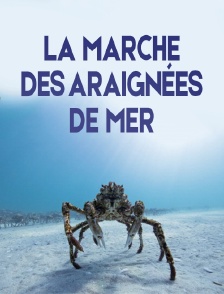 La marche des araignées de mer