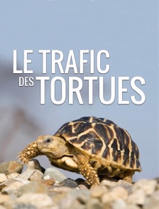 Le trafic des tortues