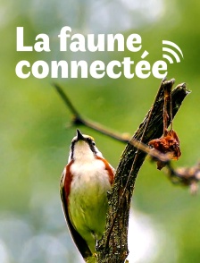 La faune connectée