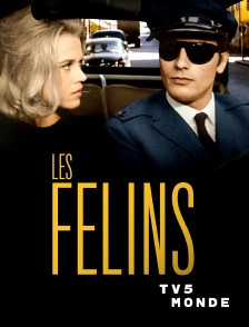 TV5MONDE - Les félins