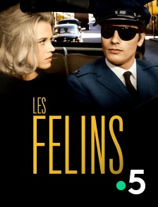 Les félins