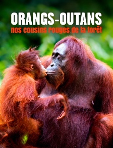 Orangs-outans, nos cousins rouges de la forêt