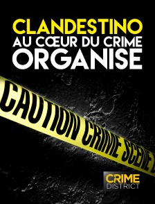 Clandestino : au cœur du crime organisé