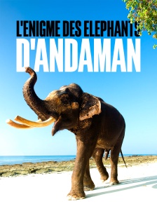 L'énigme des éléphants d'Andaman