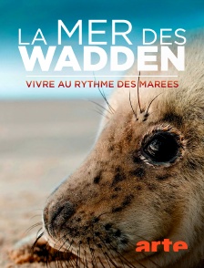 Arte - La mer des Wadden : vivre sur le fil