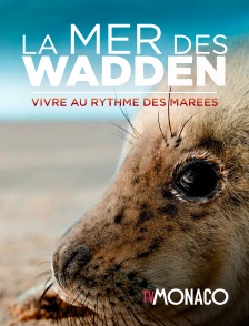 TV Monaco - La mer des Wadden : vivre sur le fil