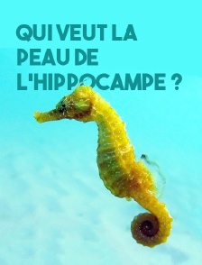 Qui veut la peau de l'hippocampe ?