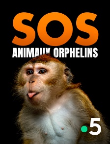 SOS animaux orphelins