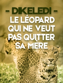 Dikeledi, le léopard qui ne veut pas quitter sa mère