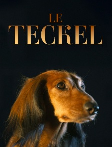 Le teckel