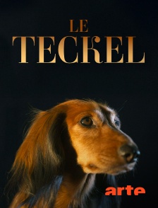 Arte - Le teckel