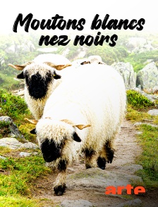 Arte - Moutons blancs, nez noirs : les chouchous du Valais