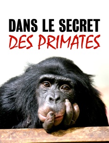 Dans le secret des primates