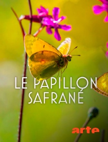 Arte - L'histoire du papillon safrané